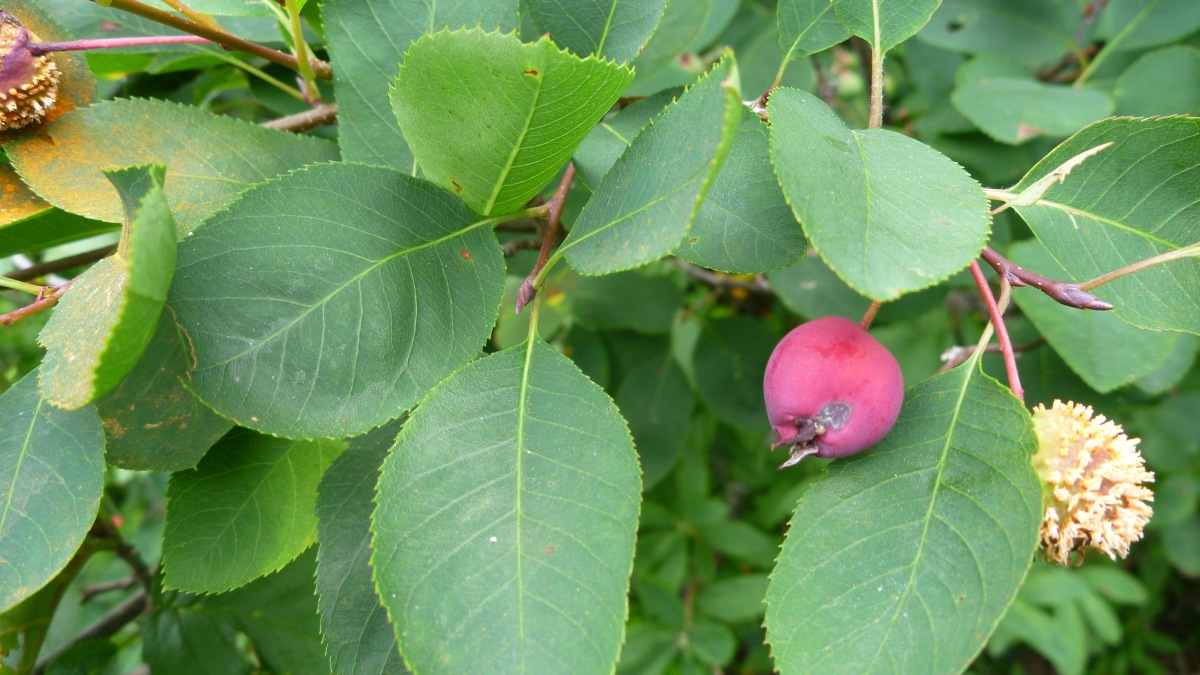 Chuckle-berry (amelanchier)